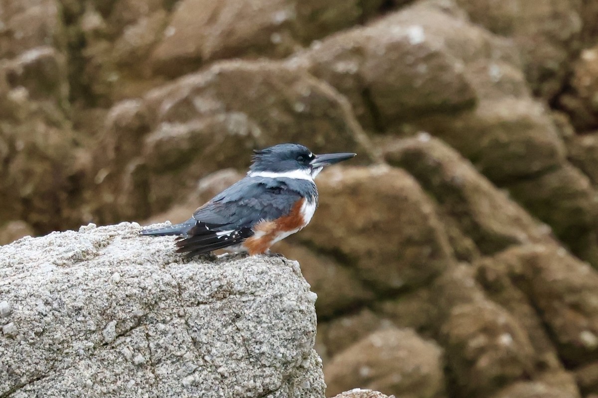 Belted Kingfisher - ML646964138