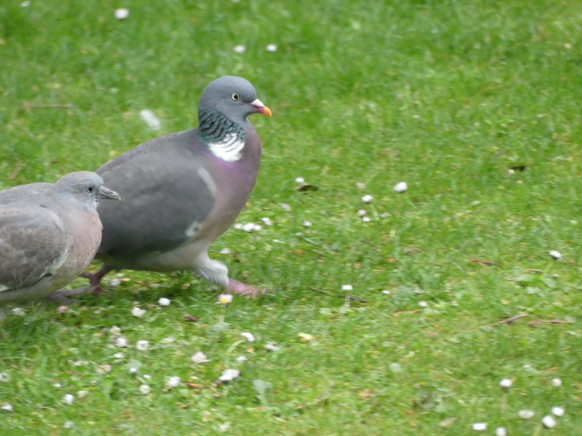 Ойн тагтаа - ML646964142