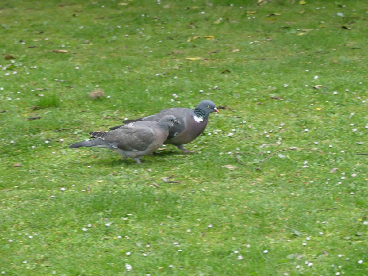 Ойн тагтаа - ML646964146