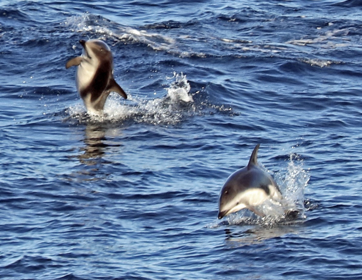 Dusky Dolphin - ML646964149