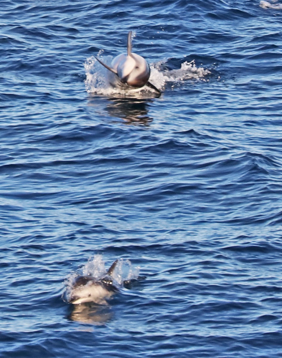 Dusky Dolphin - ML646964150