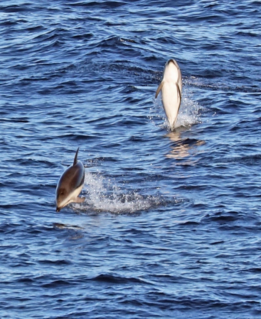 Dusky Dolphin - ML646964151