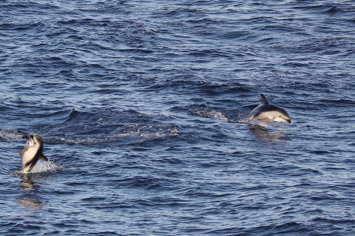 Dusky Dolphin - ML646964152