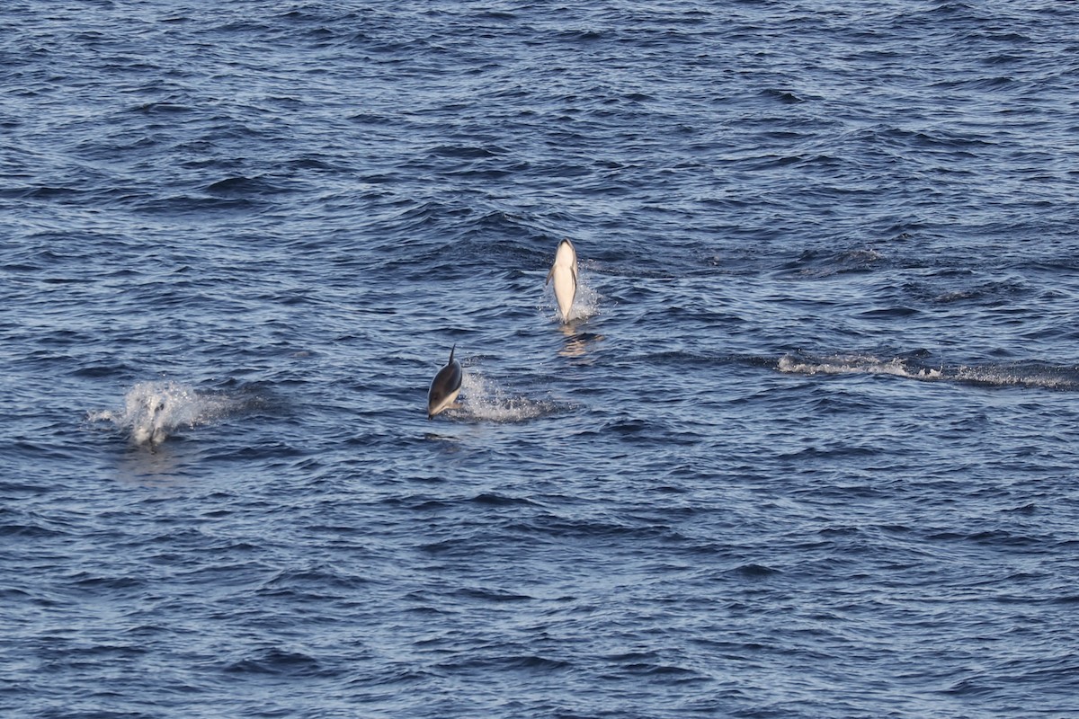 Dusky Dolphin - ML646964153