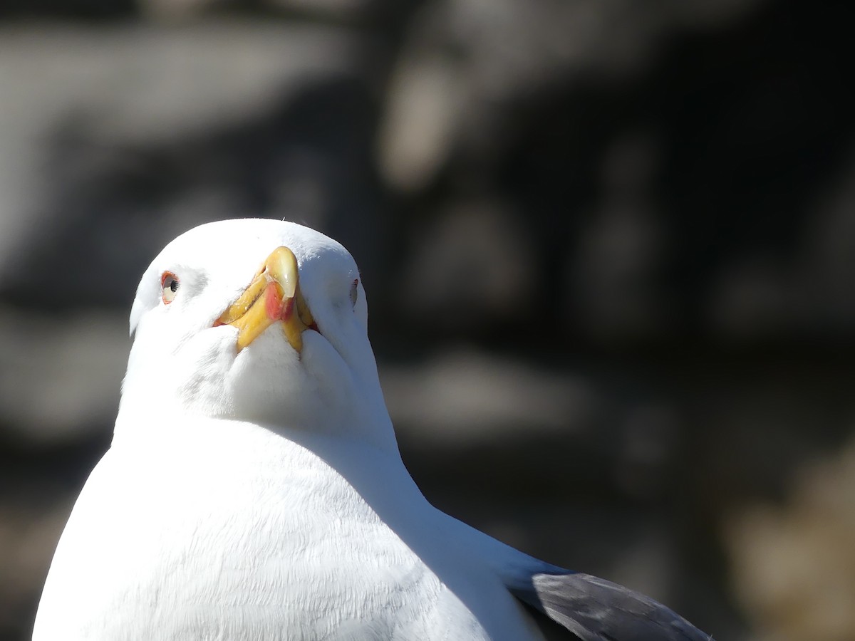 Мөнгөлөг цахлай - ML646964155