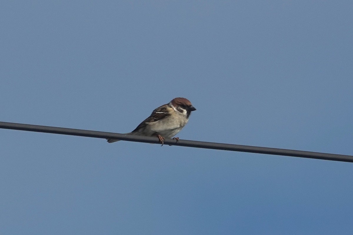 Feldsperling - ML646964156