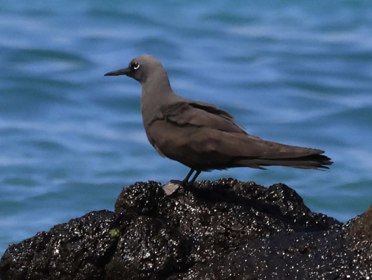 Brown Noddy - ML646964158