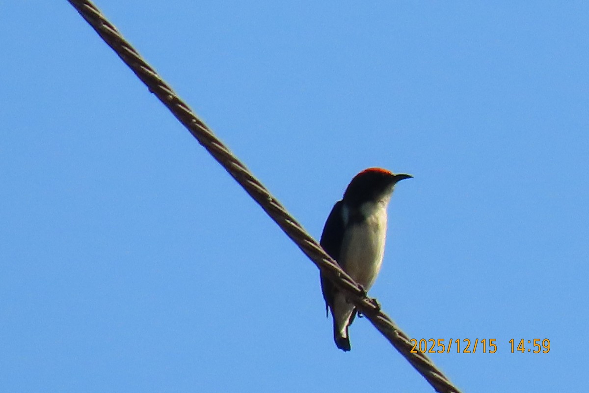 Picaflores Dorsirrojo - ML646964166