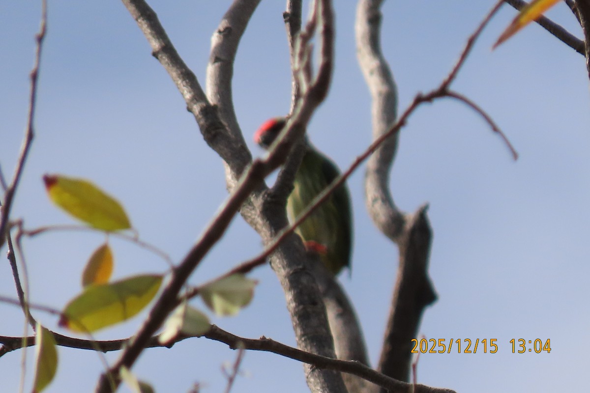 ムネアカゴシキドリ - ML646964167