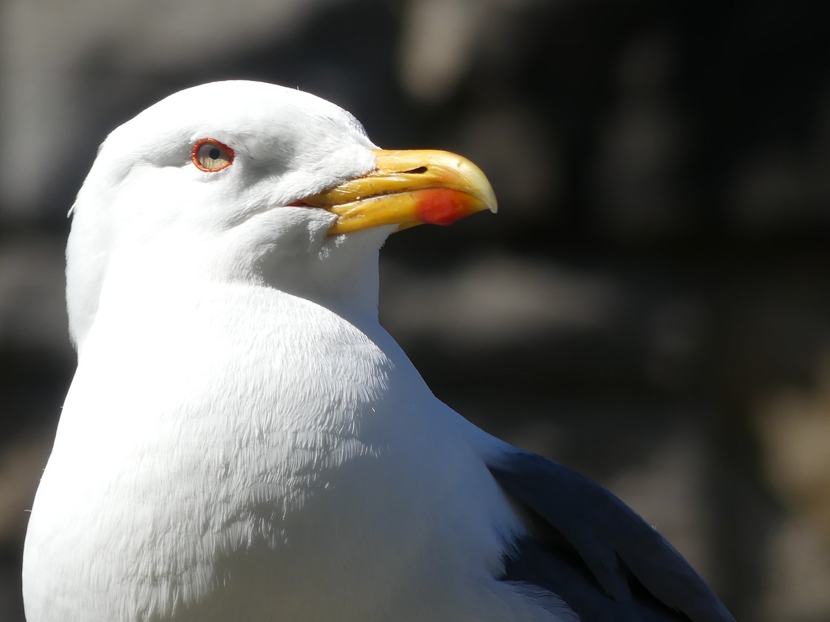 Мөнгөлөг цахлай - ML646964168