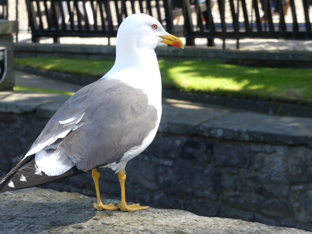 Мөнгөлөг цахлай - ML646964171