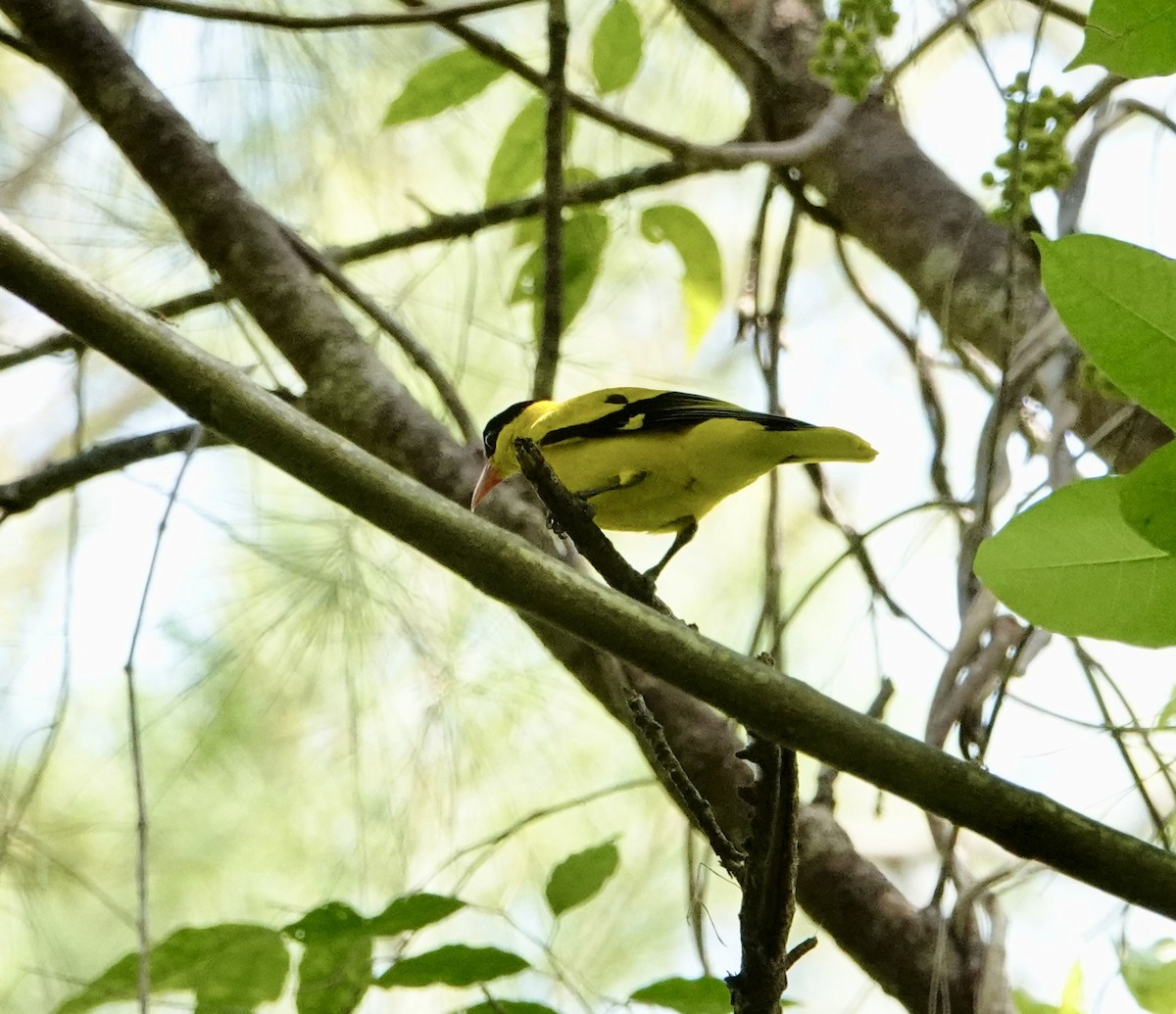 Black-naped Oriole (East Asian) - ML646964172