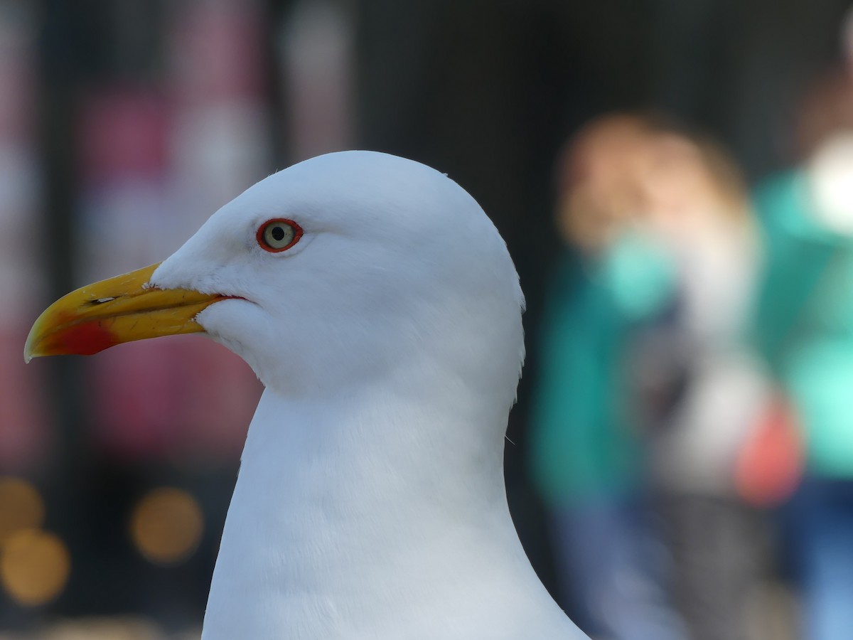 Мөнгөлөг цахлай - ML646964176