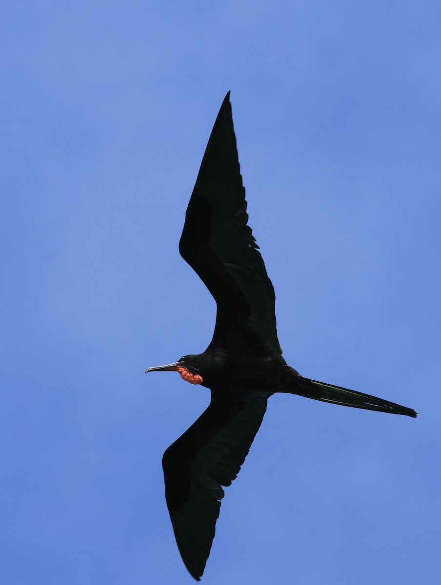 Великолепный фрегат - ML646964180