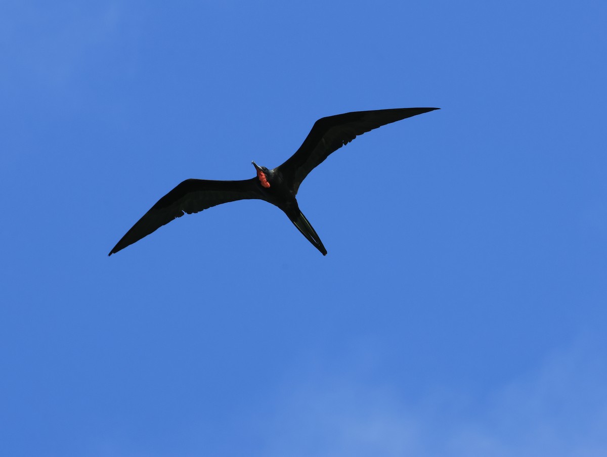 Magnificent Frigatebird - ML646964181