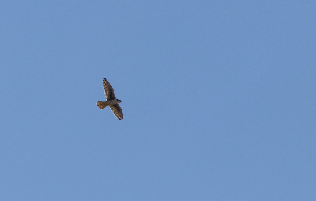 Prairie Falcon - ML646964182