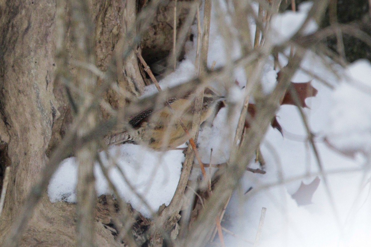 Carolina Wren - ML646964183
