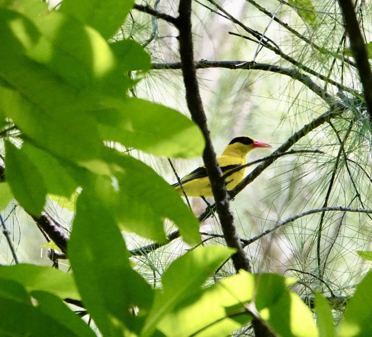 Black-naped Oriole (East Asian) - ML646964184
