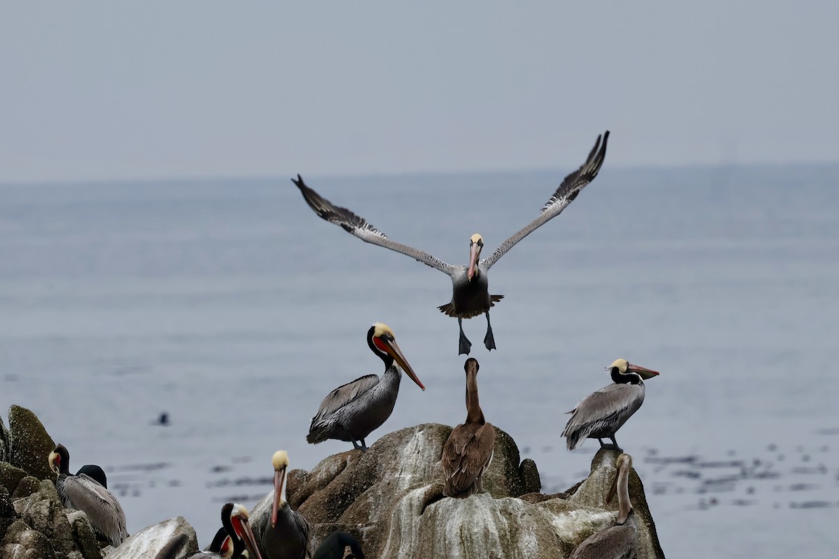 Brown Pelican - ML646964185