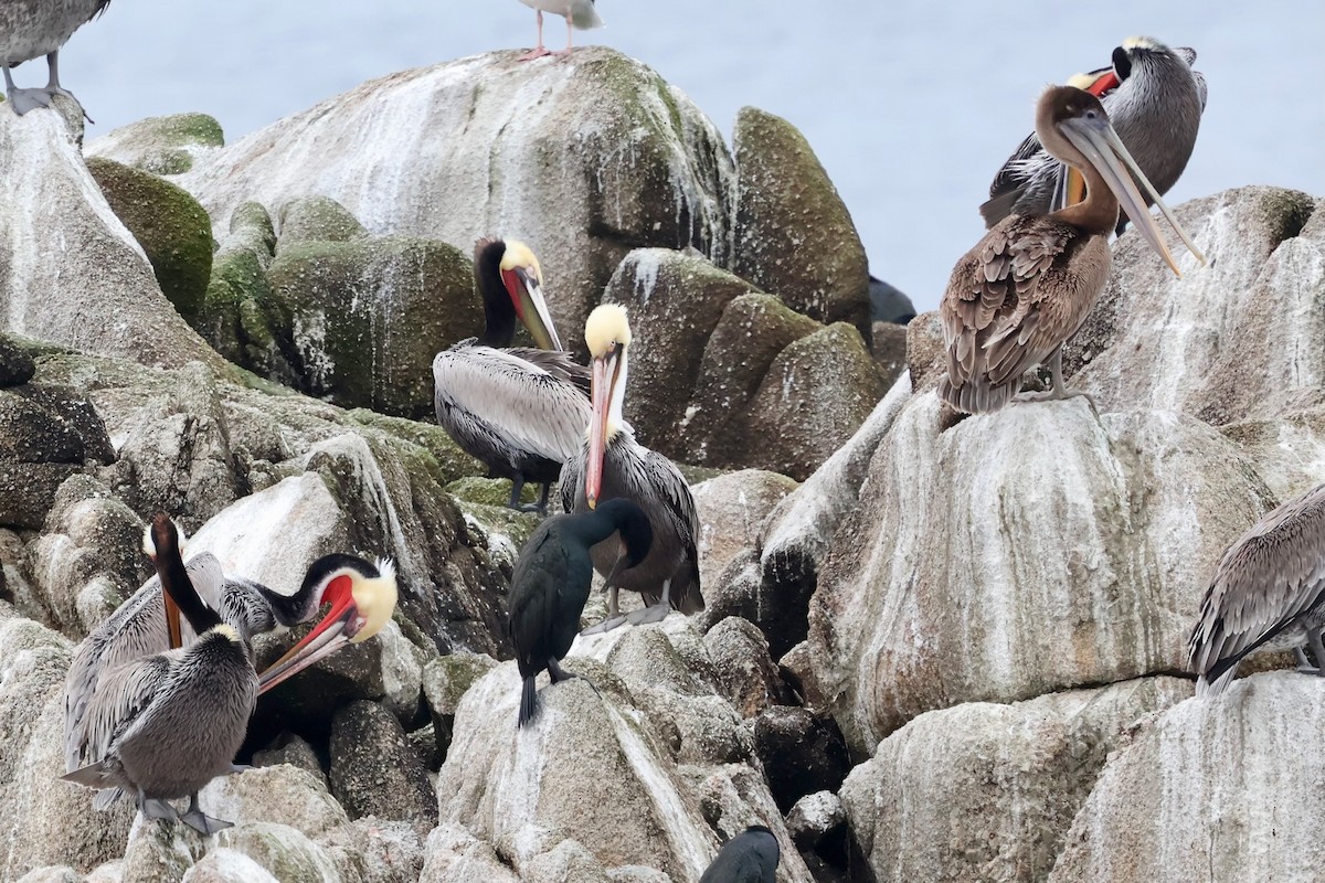 Brown Pelican - ML646964189