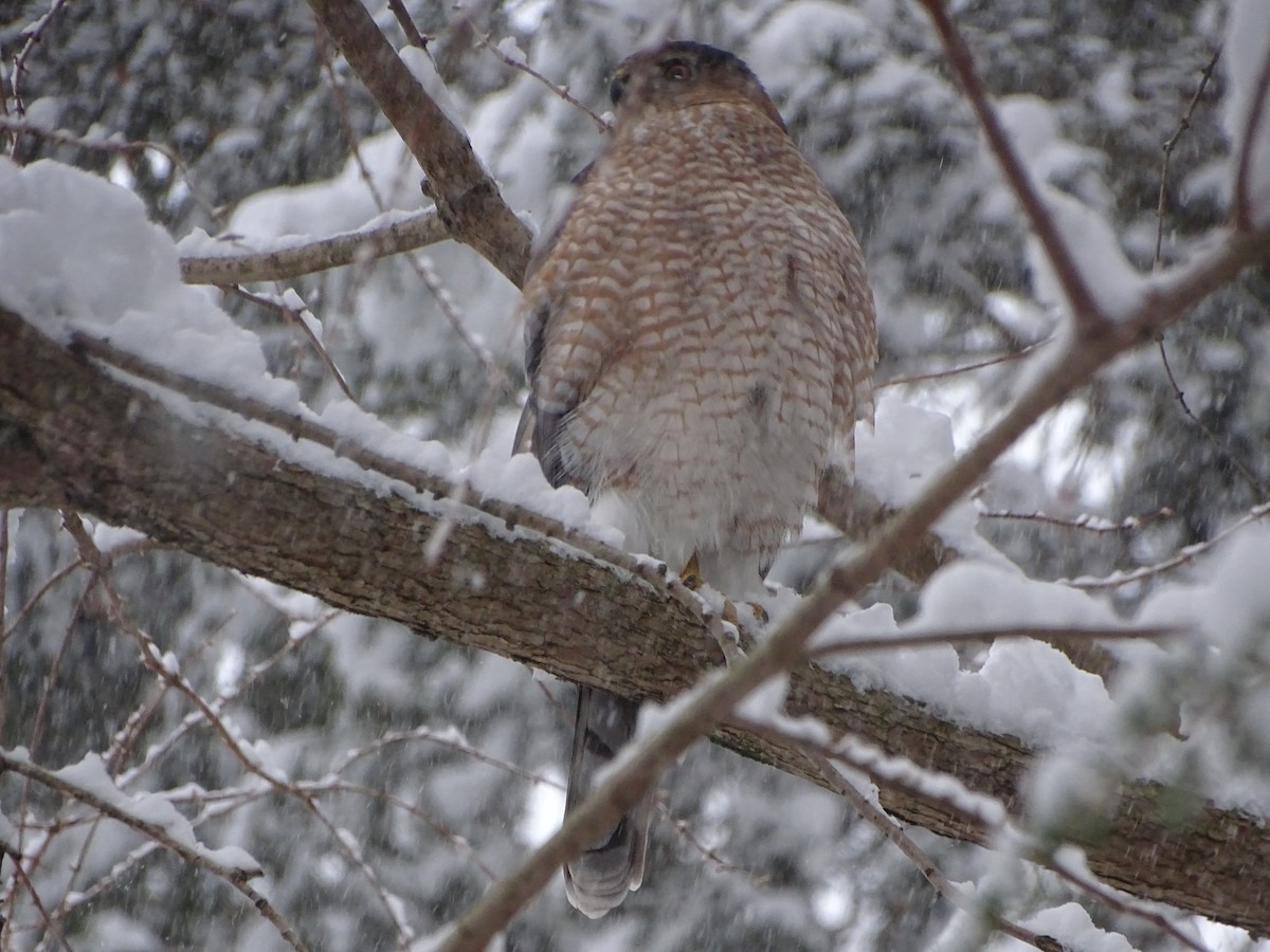 jestřáb americký - ML646964191