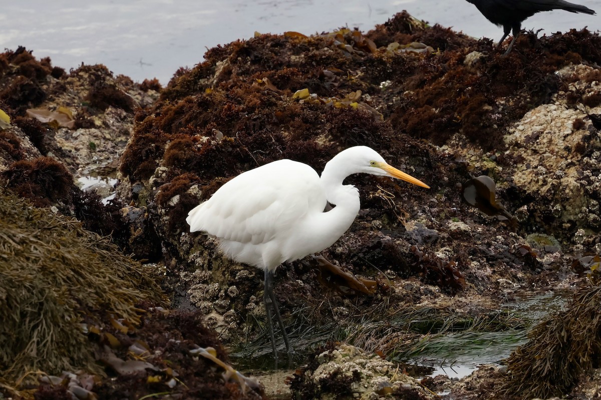 Great Egret - ML646964192