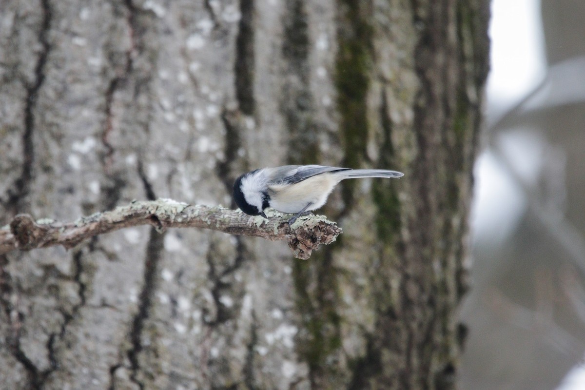Black-capped Chickadee - ML646964194
