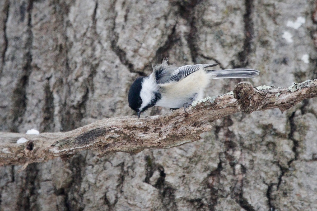 Black-capped Chickadee - ML646964195