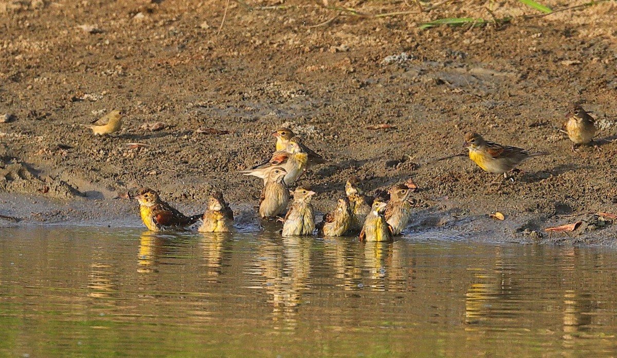 sisselspurv - ML646964198