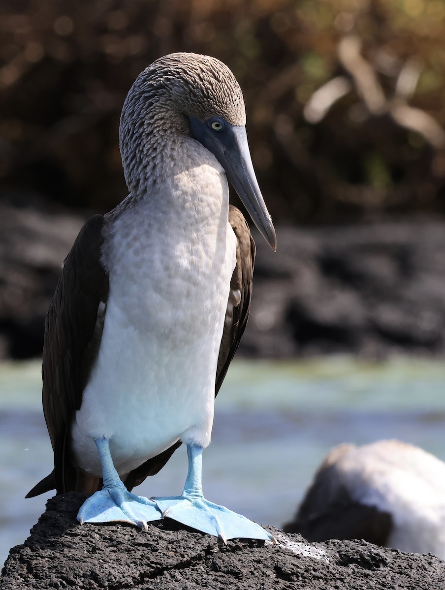 Blue-footed Booby - ML646964202