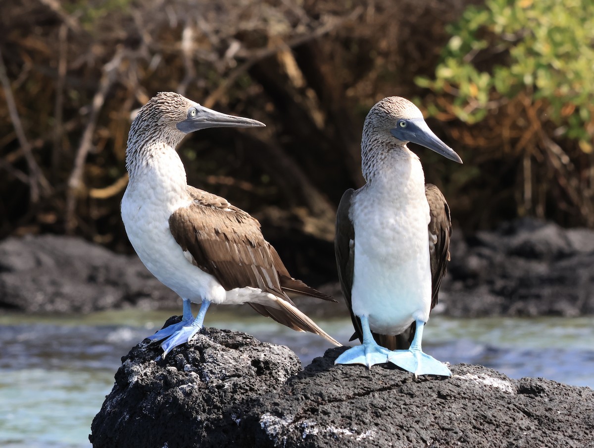 Blue-footed Booby - ML646964203