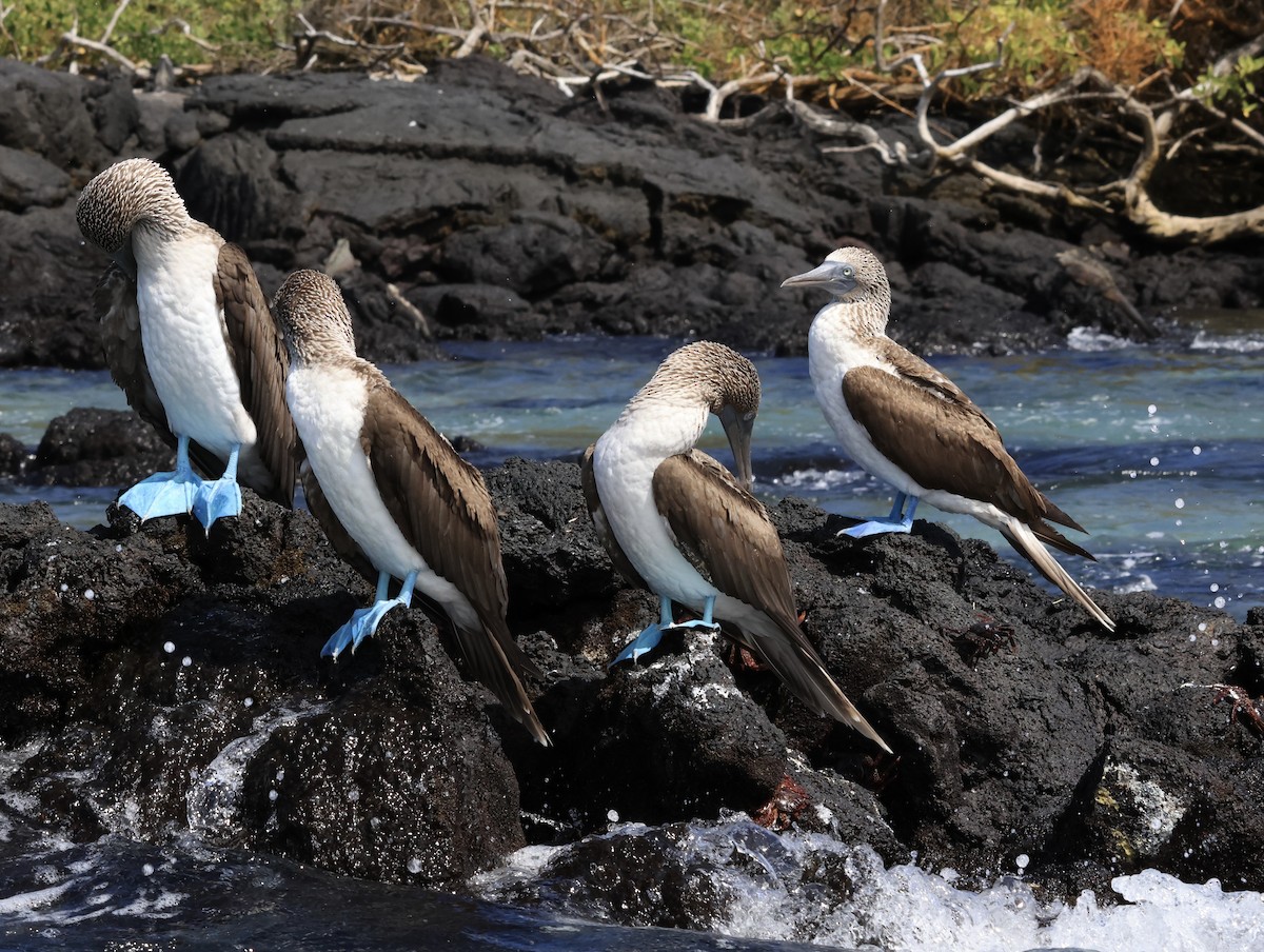 Blue-footed Booby - ML646964204