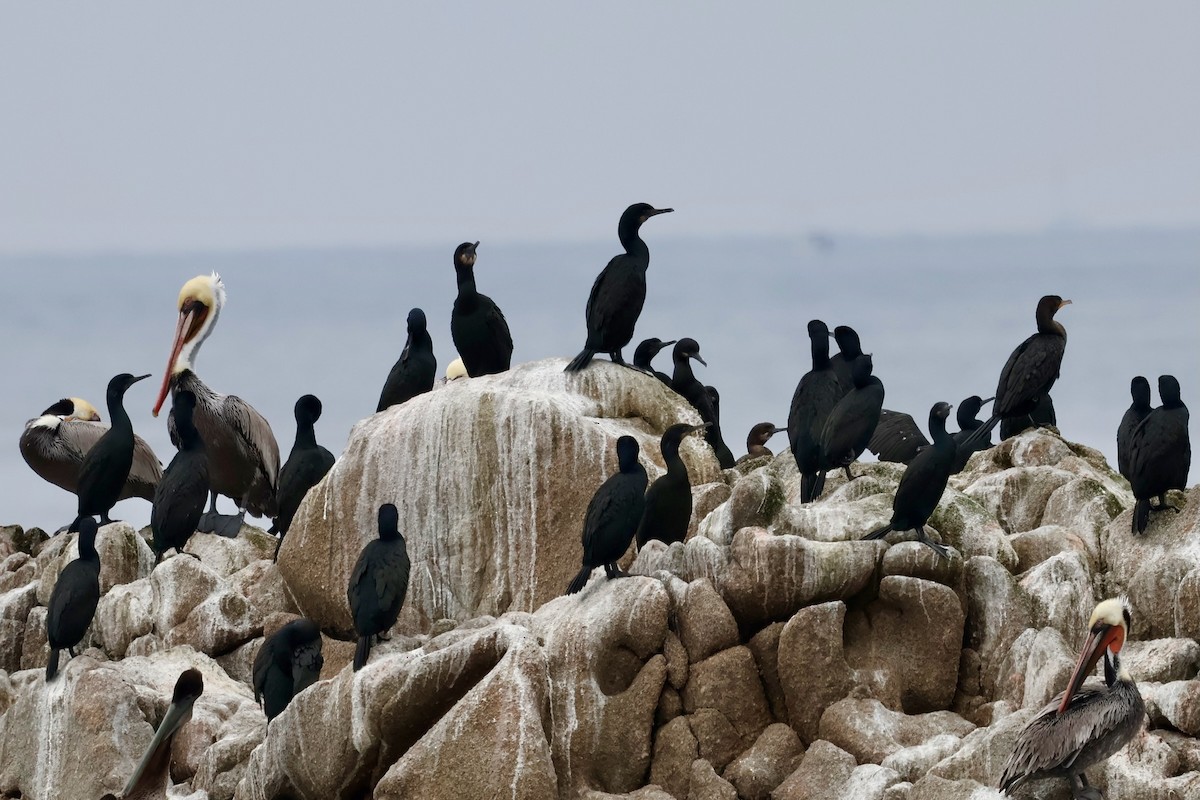 Brandt's Cormorant - ML646964211