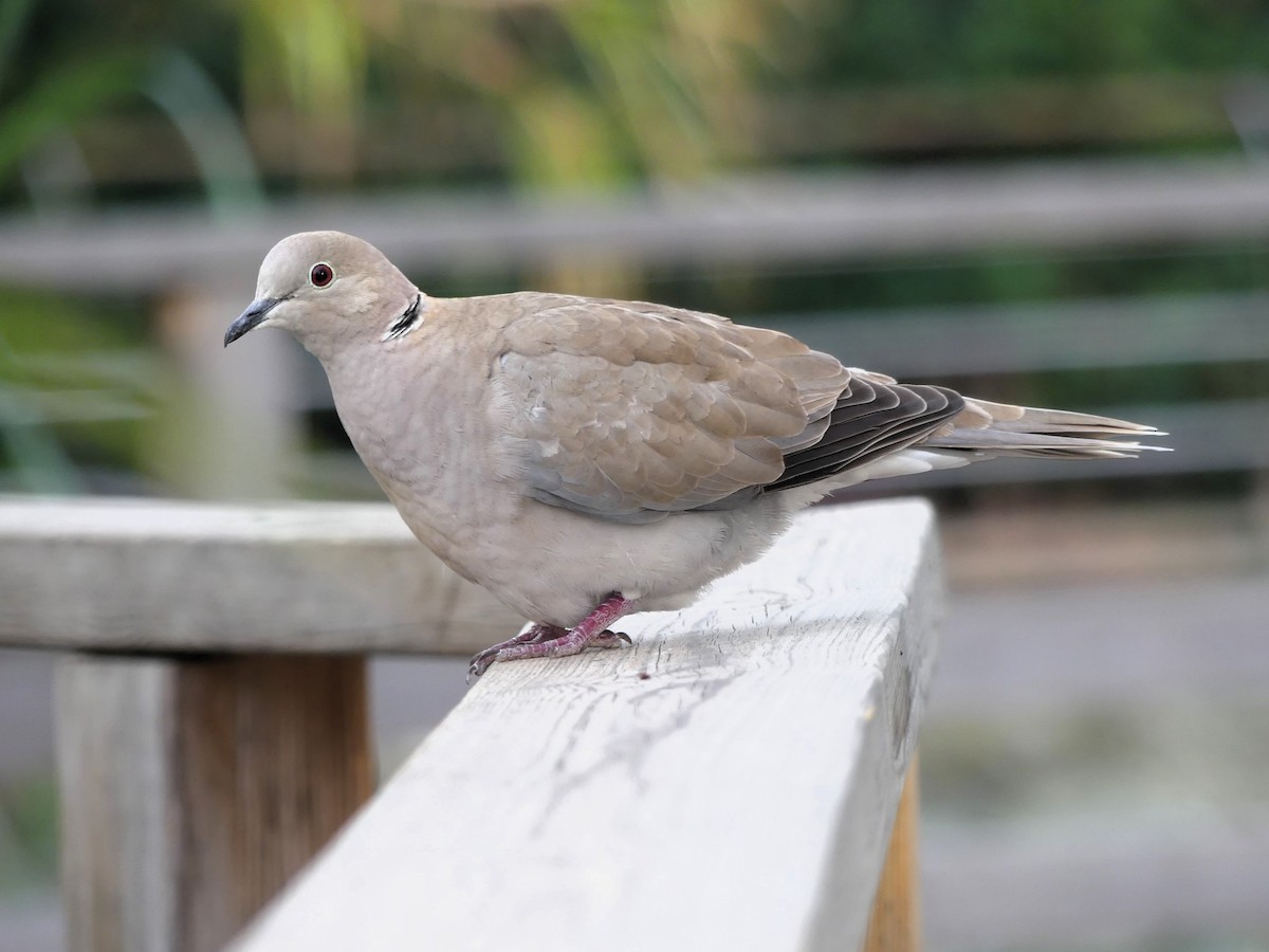 Eurasian Collared-Dove - ML646964216