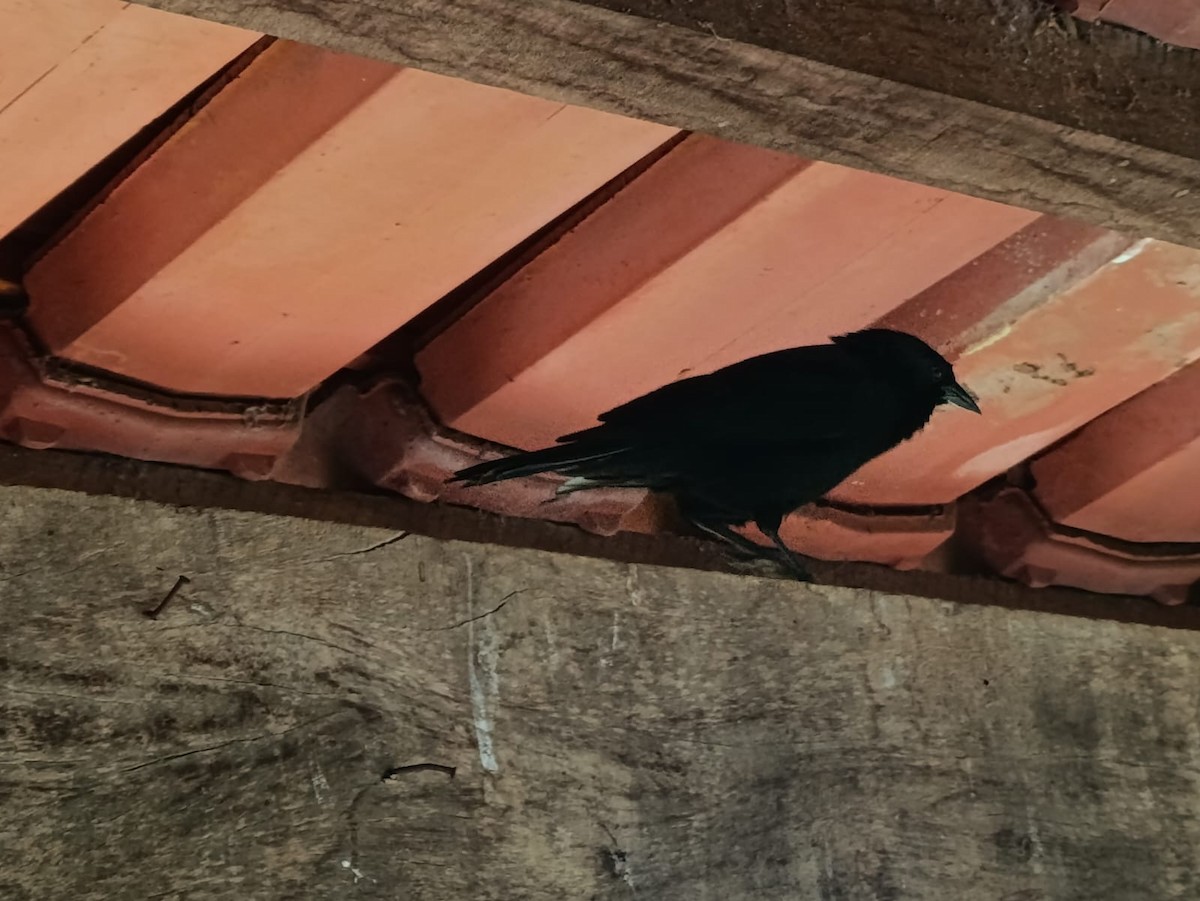 Chopi Blackbird - ML646964217