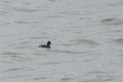 Velvet Scoter - ML646964224