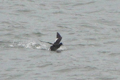 Velvet Scoter - ML646964225