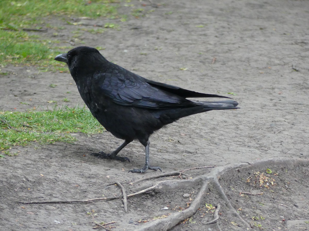 Хар хэрээ - ML646964226