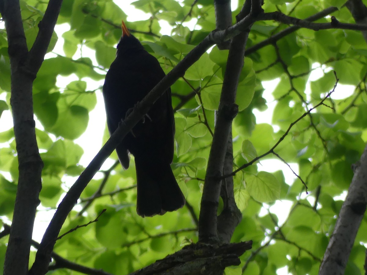 Хар хөөндэй - ML646964232