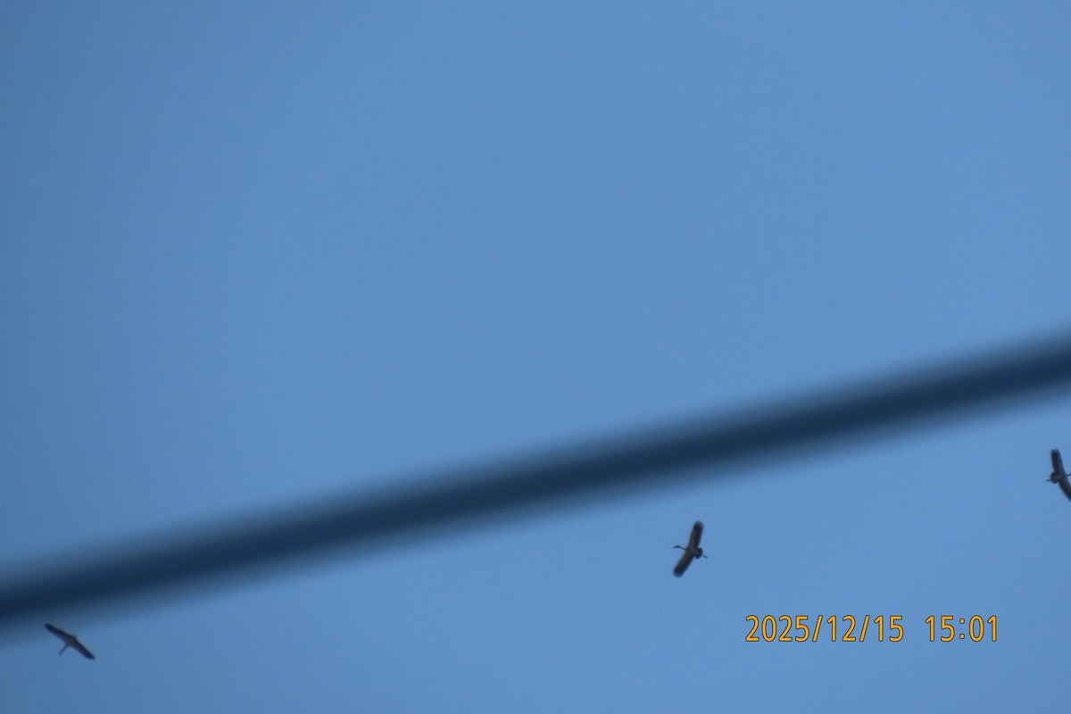 Picotenaza Asiático - ML646964233