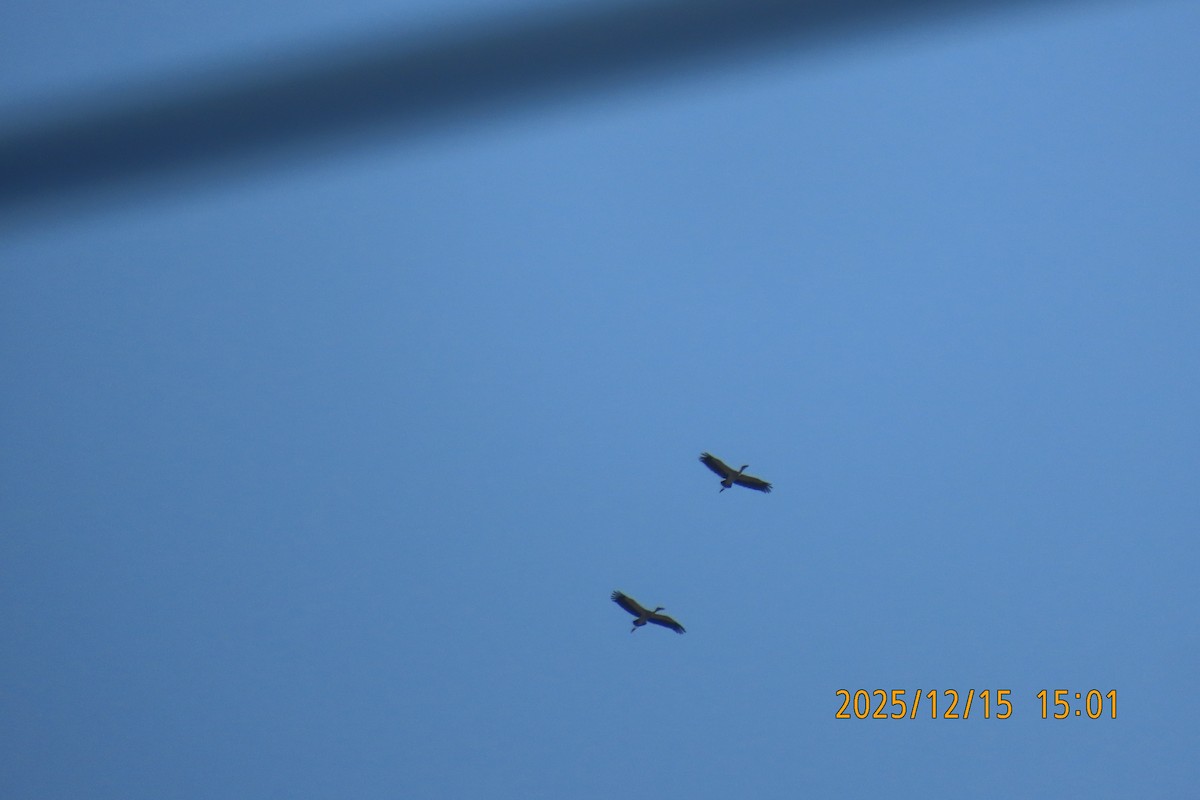 Picotenaza Asiático - ML646964234