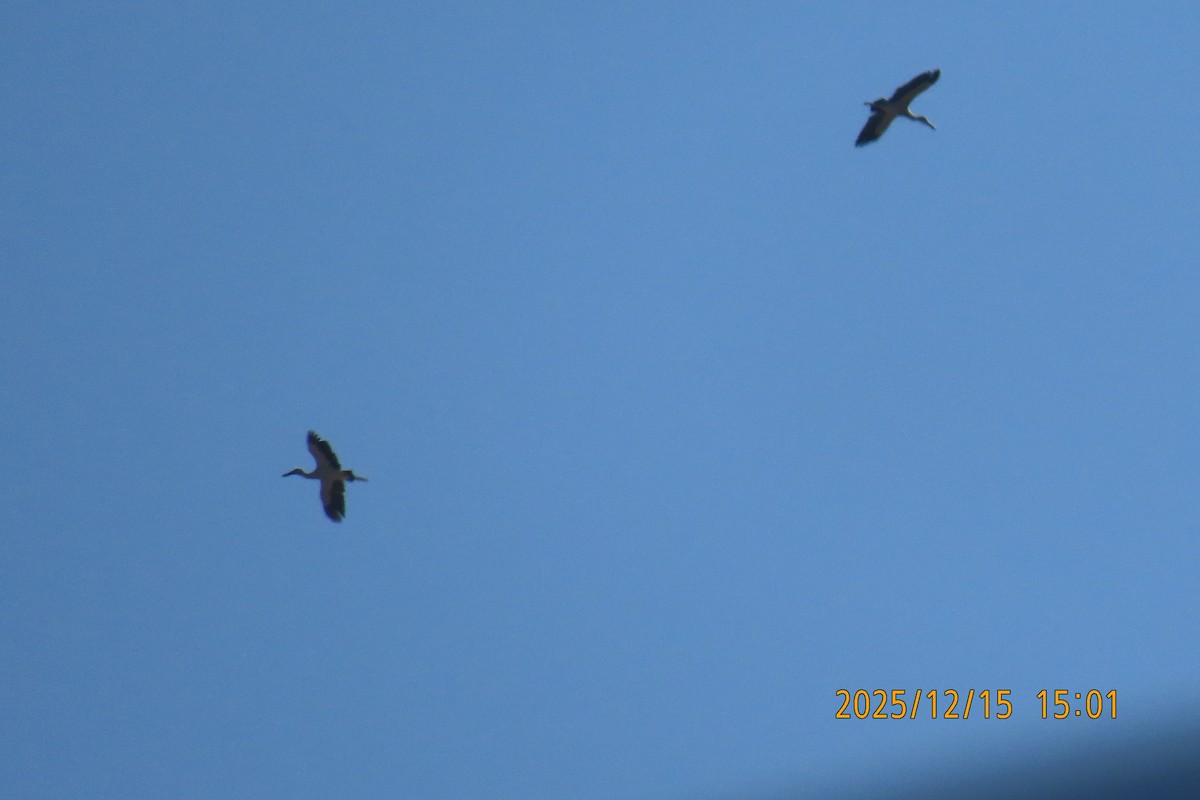 Picotenaza Asiático - ML646964235