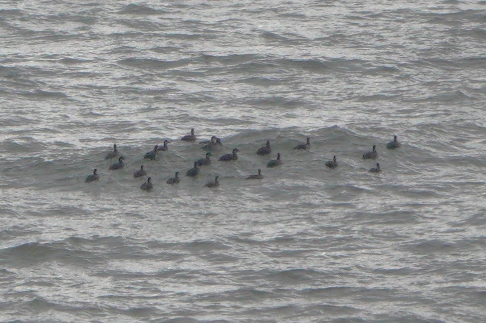 Common Scoter - ML646964236