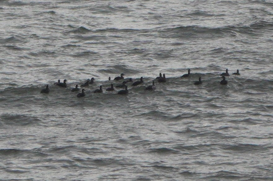 Common Scoter - ML646964237
