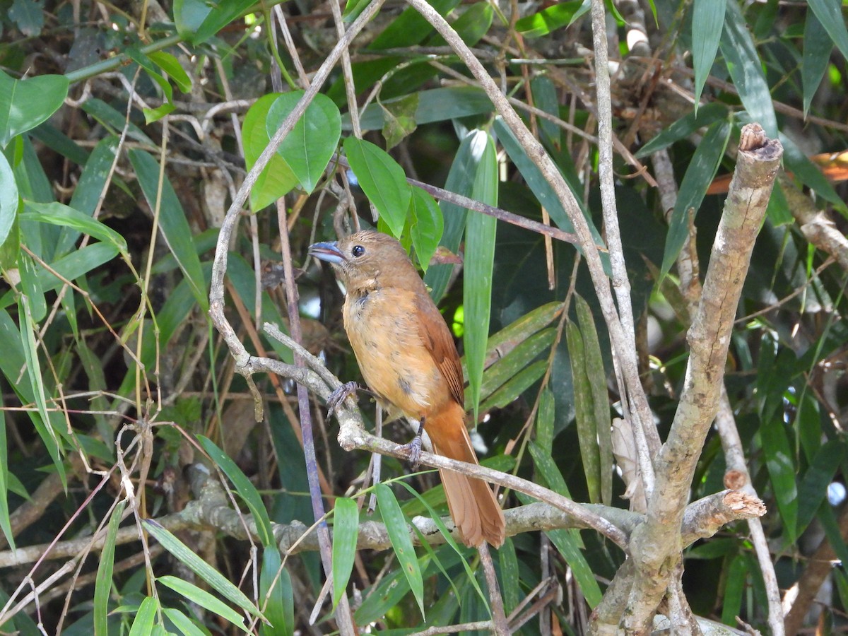 Ruby-crowned Tanager - ML646964238