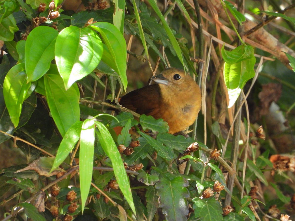 Ruby-crowned Tanager - ML646964243