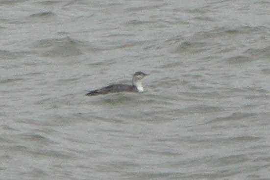 Red-throated Loon - ML646964244