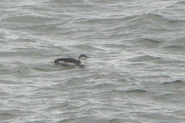 Red-throated Loon - ML646964245