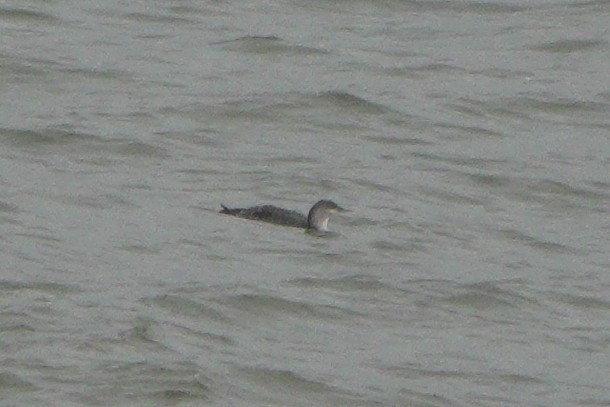 Red-throated Loon - ML646964246