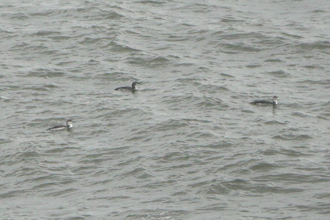 Red-throated Loon - ML646964247